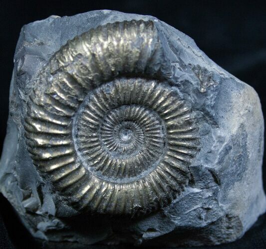 Shimmering Pyritized Ammonite Fossil #2269